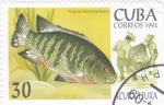 Stamps Cuba -  ACUICULTURA