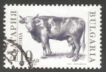 Sellos de Europa - Bulgaria -  Bos primigenius taurus-toro