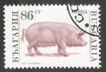 Stamps : Europe : Bulgaria :  Sus scrofa domestica-cerdo