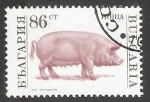 Stamps Bulgaria -  Sus scrofa domestica-cerdo