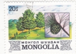 Stamps Mongolia -  PINUS SIBIRICA