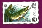 Stamps Poland -  Peces - Lucio Esox - Asociación Polaca de Pesca PZW