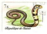 Sellos de Africa - Guinea -  Reptiles y serpientes. Cobra.