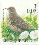 Stamps : Europe : Belgium :  SERIE PÁJAROS, DE ANDRÉ BUZIN. BISBITA PRATENSE, Anthus pratensis. YVERT BE 2919