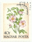 Stamps : Europe : Hungary :  (320) SERIE FLORES DE 1973. ROSA GÁLICA, Rosa gallica. YVERT HU 2322