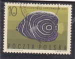 Stamps Poland -  P E Z