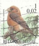 Stamps : Europe : Belgium :  SERIE PÁJAROS, DE ANDRÉ BUZIN. PIQUITUERTO COMÚN, Loxia curvirostra. YVERT BE 2917