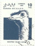 Stamps : Africa : Morocco :  SÁHARA OCCIDENTAL. FAUNA. AVESTRUZ, Struthio camelus. CENICIENTA.