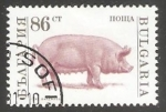 Stamps Bulgaria -  Domestic Pig