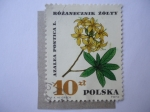 Stamps Poland -  Azalea Pontica L. - Rozanecznik Zolty.