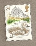Stamps United Kingdom -  Cisnes