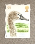 Stamps United Kingdom -  Cisnes