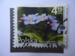 Stamps Poland -  Niezapominajka (Nomeolvides) Myosotis arvensis (L) Hill
