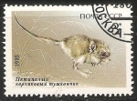 Stamps Russia -  Raton
