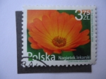 Stamps Poland -  Calendula Officinalis - Nagietek Lekarski.