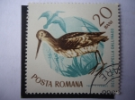 Stamps Romania -  Becatina Capella Gallinago.