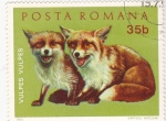 Stamps : Europe : Romania :  Z O R R O S 