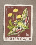 Sellos de Europa - Hungr�a -  Mariposa Celerio euphorbia