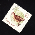Stamps : Europe : Romania :  Sitar - Scolopax rusticola