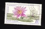 Stamps Romania -  Nymphaea zanzibariensis