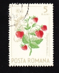 Stamps : Europe : Romania :  Fragaria Vesca