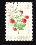 Sellos de Europa - Rumania -  Fragaria Vesca