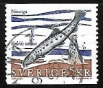 Sellos de Europa - Suecia -  Cobitis taenia