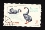 Stamps : Europe : Romania :  Lebada Neagra Chenopsis Atrata