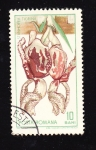 Stamps Romania -  Stanhopea Tigrina