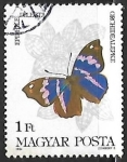 Sellos de Europa - Hungr�a -  Mariposa