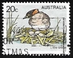 Sellos de Oceania - Australia -  Little Grebe