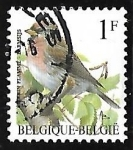 Sellos de Europa - B�lgica -  Common Redpoll