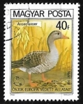 Stamps Hungary -  Ganso