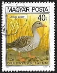 Stamps Hungary -  Ganso