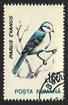 Stamps Romania -  Parus cyanus