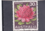 Sellos de Oceania - Australia -  Flores- waratah