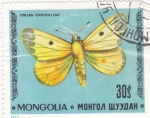 Stamps Mongolia -  Mariposa- COLIAS CHRYSOTEME