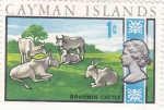 Stamps United Kingdom -  ganado brahmín-CAIMAN ISLANDS
