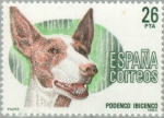 Stamps Spain -  PERROS DE RAZA ESPAÑOLA Podenco ibicenco