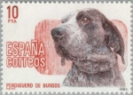 Stamps : Europe : Spain :  PERROS DE RAZA ESPAÑOLA Perdiguero de Burgos