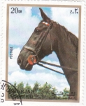 Stamps United Arab Emirates -  caballo-Sharja
