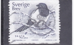 Stamps Sweden -    ave-Pica pica