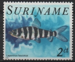 Stamps America - Suriname -  PECES.  LEPORINUS  FASCIATUS. 