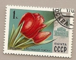 Stamps : Europe : Russia :  Flores - Tulipán