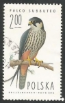 Stamps Poland -  Eurasian Hobby (Falco subbuteo)