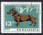 Sellos del Mundo : Europa : Bulgaria : Dachshund (Canis lupus familiaris) (1964)