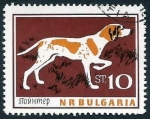 Stamps : Europe : Bulgaria :  Pointer (Canis lupus familiaris) (1964)