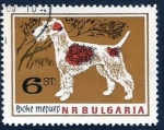 Stamps : Europe : Bulgaria :  Wire-haired Fox Terrier (Canis lupus familiaris) (1964)