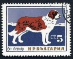 Stamps : Europe : Bulgaria :  Saint Bernard Dog (Canis lupus familiaris) (1964)