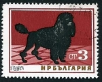 Sellos del Mundo : Europa : Bulgaria : Poodle (Canis lupus familiaris) (1964)